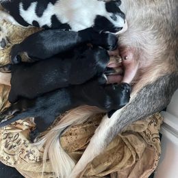 Black and Tan Male 2 - Black and tan male Saluki puppy in Los Angeles, California from Srinagar Salukis