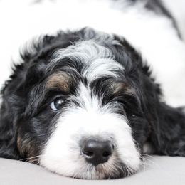 Bernedoodle puppies from KEE Bernedoodles