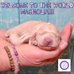 Magnolia - Lemon roan female Cockapoo puppy in Reidsville, North Carolina from Something to Bark About Dog Training