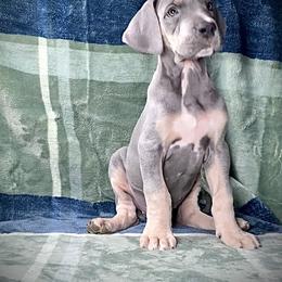 Great Dane Puppies from North Cedar Danes
