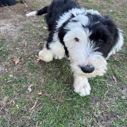 Girl 2 lilac collar - Black and white female Sheepadoodle puppy in Eleva, Wisconsin from Molly’s Doodles