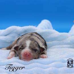 Tigger - Blue merle male Miniature Australian Shepherd puppy in Weeki Wachee, Florida from Arlington's Mini Aussies