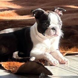 Boston Terrier Puppies from Bethelbreeders
