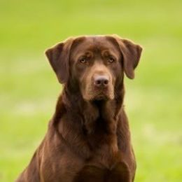 Labrador Retriever All Grown Up from Champion Retrievers