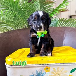 Luigi - Tri-color male Bernedoodle puppy in West Haven, Utah from Split Mountain Doodles