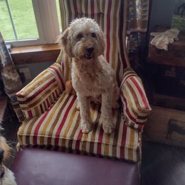 Goldendoodle All Grown Up from Dogwalk Doodles