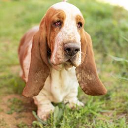 Reba - Basset Hound