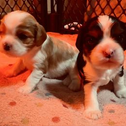 Puppy 2 - Blenheim male Cavalier King Charles Spaniel puppy in Kalama, Washington from Beautiful Cavaliers