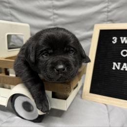 1st pick Black Female - Black female Labrador Retriever puppy in Farmington, Missouri from Granite Creek Kennel