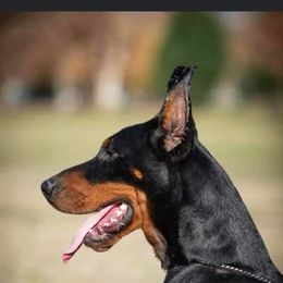 Alexx - Doberman Pinscher