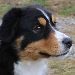 Koda - Miniature American Shepherd