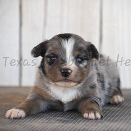 Girl 4 - Blue merle female Australian Shepherd puppy in Lubbock, Texas from Texas Bluebonnet Herders