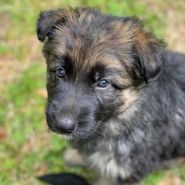 German Shepherds from Bentley’s German Shepherds