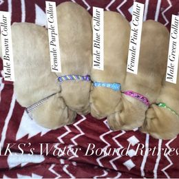 Male-3 - Yellow male Labrador Retriever puppy in Newport, North Carolina from AKS’s Water Bound Retrievers