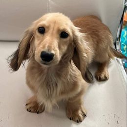 Pancake  - Dachshund