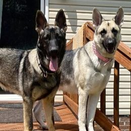 German Shepherds from Spirit Paws