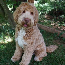Boy 3 - Caramel male Australian Labradoodle puppy in Tillamook, Oregon from Shiloh Labradoodles