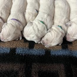 Churchill - Light golden male Golden Retriever puppy in Adair, Oklahoma from Rejoice Retrievers