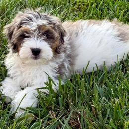 Coral - gorgeous - Merle female Bernedoodle puppy in Bowling Green, Ohio from Windy Creek Doodles