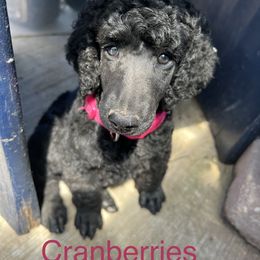 Poodle Puppies from Turkhaven