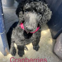 Poodle Puppies from Turkhaven