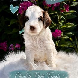 Girl Chocolate Parti - Chocolate female Goldendoodle puppy in Midlothian, Virginia from RVA DOODLES, LLC