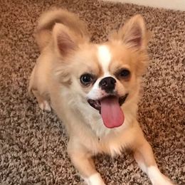 Chihuahua All Grown Up from Spellbound Chihuahuas