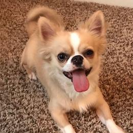 Chihuahua All Grown Up from Spellbound Chihuahuas