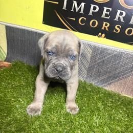 Green Boy - Gray male Cane Corso puppy in Saluda, South Carolina from Brooks Imperial Corso