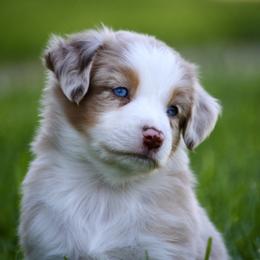Australian Shepherd, Miniature American Shepherd, Miniature Australian Shepherd, and Toy Australian Shepherd Puppies from Painted Blue Aussies