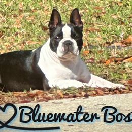 Ellie - Boston Terrier