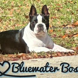 Ellie - Boston Terrier
