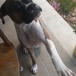 Boxers from Appalachian Boxers