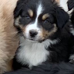 Australian Shepherd Puppies from RMW Ranch Australian Shepherds