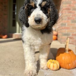 Bluey - Tri-color female Bernedoodle puppy in Lexington, Ohio from Cairn Ridge Doodles