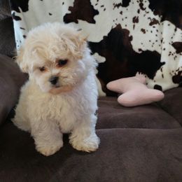 Australian Shepherd and Shichon Puppies from Robertson's Dream Ranch Aussies & Teddy's