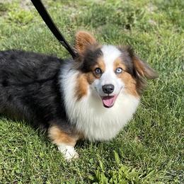 Snow - Pembroke Welsh Corgi