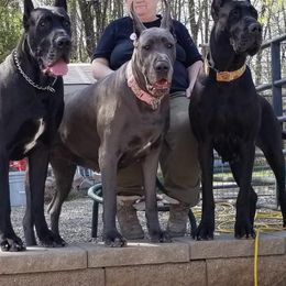 Great Danes from Timeless Danes