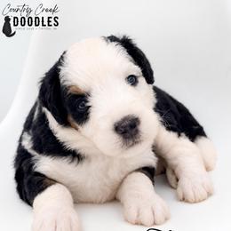 Truvy - Tri-color female Bernedoodle puppy in Tipton, Indiana from Country Creek Doodles