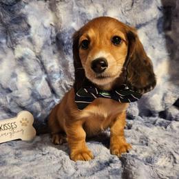 Geliy - Red male Dachshund puppy in Sylvania, Georgia from Dachshund and Co.