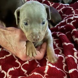Boy 1 - Fawn (isabella) and tan male Miniature Pinscher puppy in Morrow, Ohio from Lucy’s Min Pin