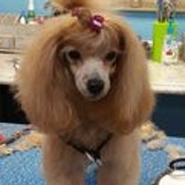 Poodles from Caloosa Kennels