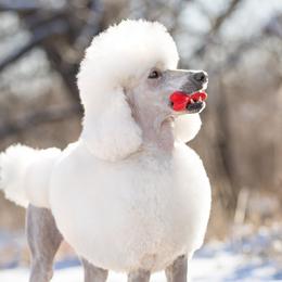 Poodle puppies from Sage Valley