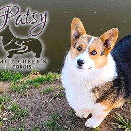 Patsy - Pembroke Welsh Corgi