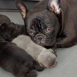 French Bulldogs from Benelli's Bunch French Bulldogs