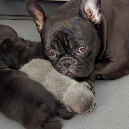 French Bulldogs from Benelli's Bunch French Bulldogs