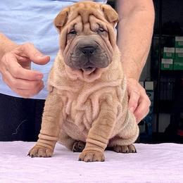 Big boy - Fawn male Chinese Shar-Pei puppy in Basehor, Kansas from Good Fortune Shar Pei