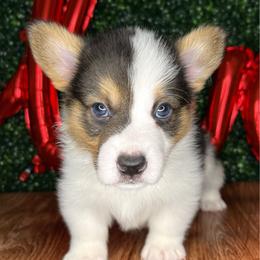 Holstein-Mismark - White and black male Pembroke Welsh Corgi puppy in Benton, Arkansas from High Cotton Corgis