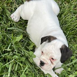 Boxer puppies from Goodfella Boxers