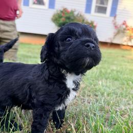Bingo with training - Black and white male Cockapoo puppy in Boonville, North Carolina from Doods & Dolls